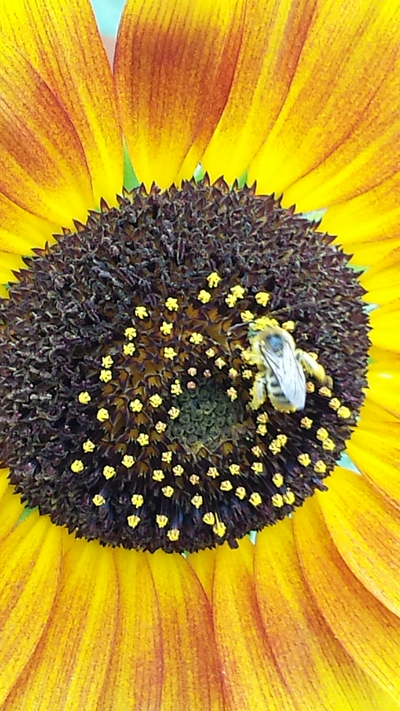 bee on flower