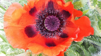 Brilliant Purple and Orange Flower