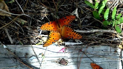 butterflyphoto
